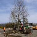 Parking rue Arthur Thinnes - plantations nouveaux arbres