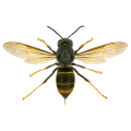 Frelon asiatique
