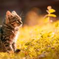 Chat dans la nature