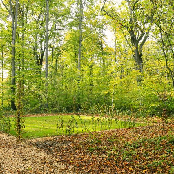 Bëschkierfecht Hennebësch | Cimetière en forêt Hennebësch