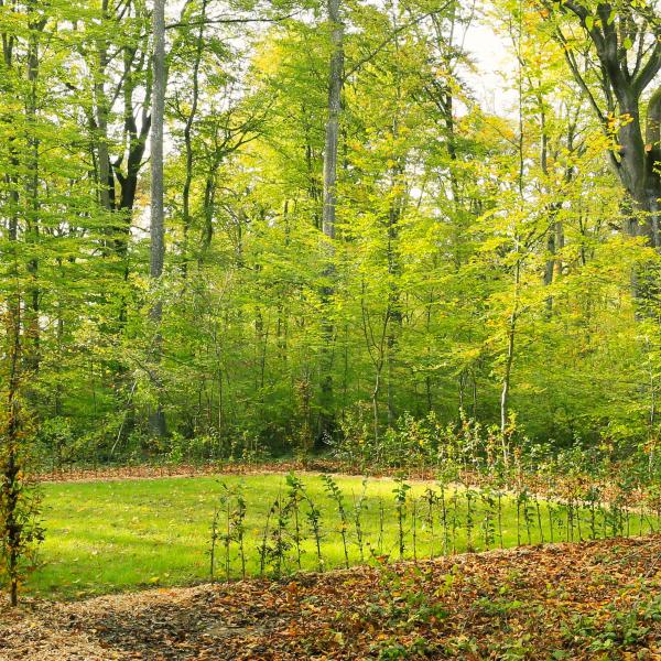 Bëschkierfecht Hennebësch | Cimetière en forêt Hennebësch