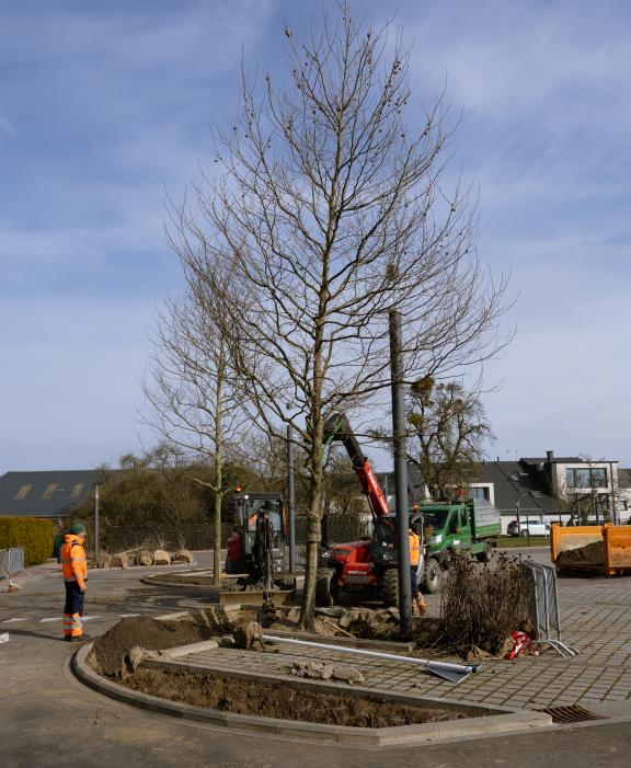 Parking rue Arthur Thinnes - plantations nouveaux arbres