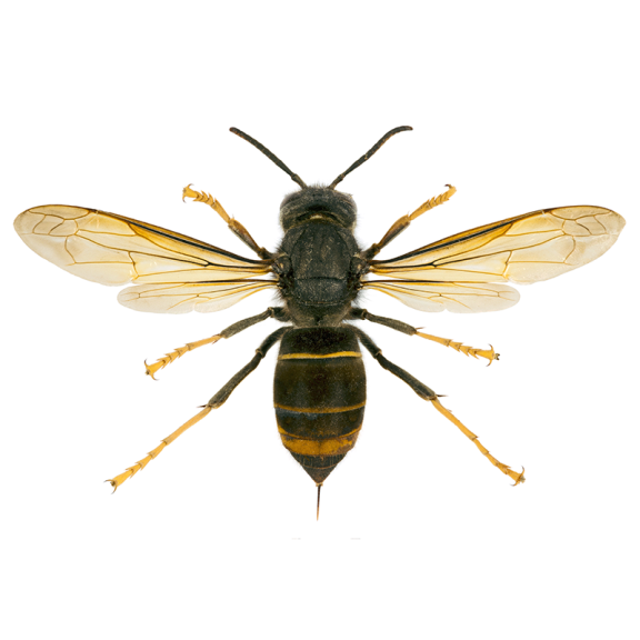 Frelon asiatique