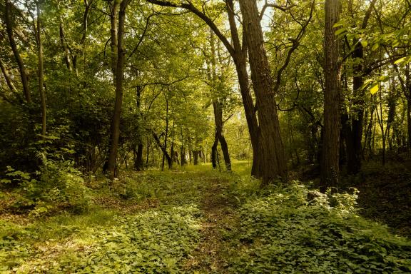 Forêts et arbres