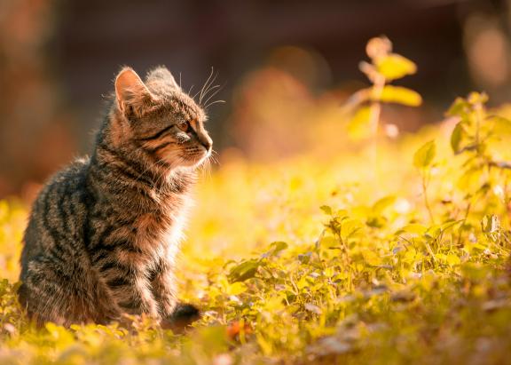 Chat dans la nature