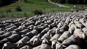 Troupeau de moutons