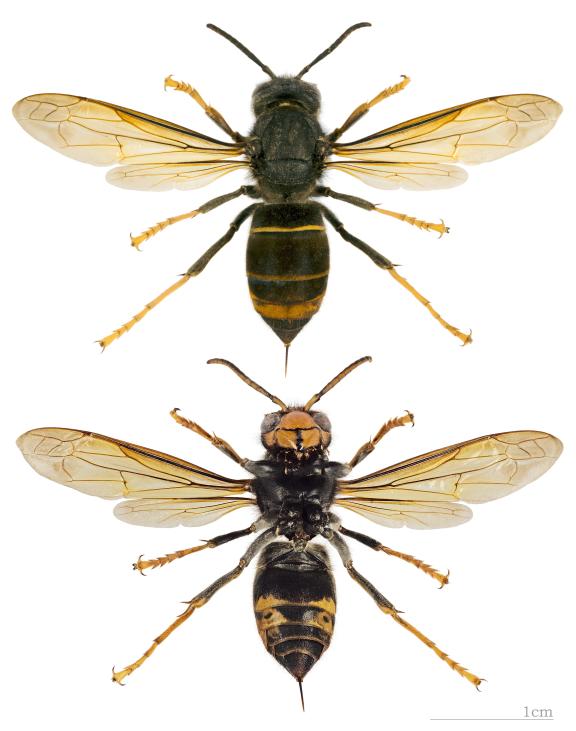 Frelon asiatique