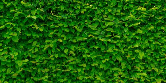 Heckenpflege in Monnerich - Taille de haies à Mondercange