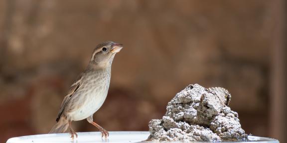 Oiseau sur abreuvoir