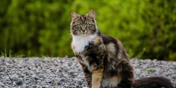 Chat dans la nature